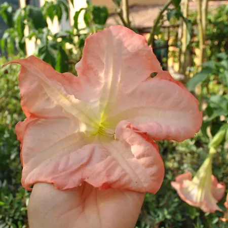 Sous L'olivier Μεντόν