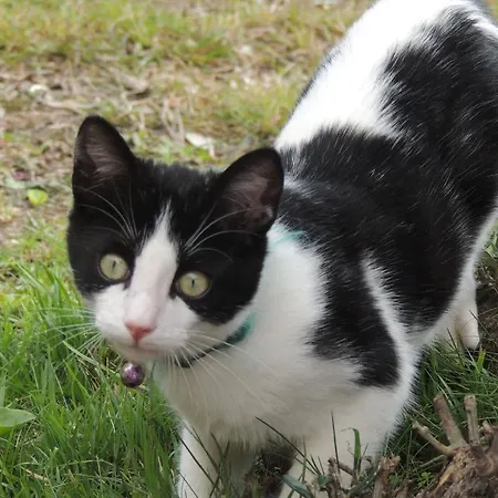 Sous L'olivier Πανσιόν Μεντόν