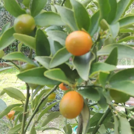 Sous L'olivier Πανσιόν